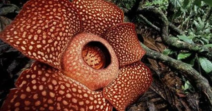 Wow, Bunga Rafflesia yang Telah Berkembang Ini Jadi Buruan Dunia Internasional
