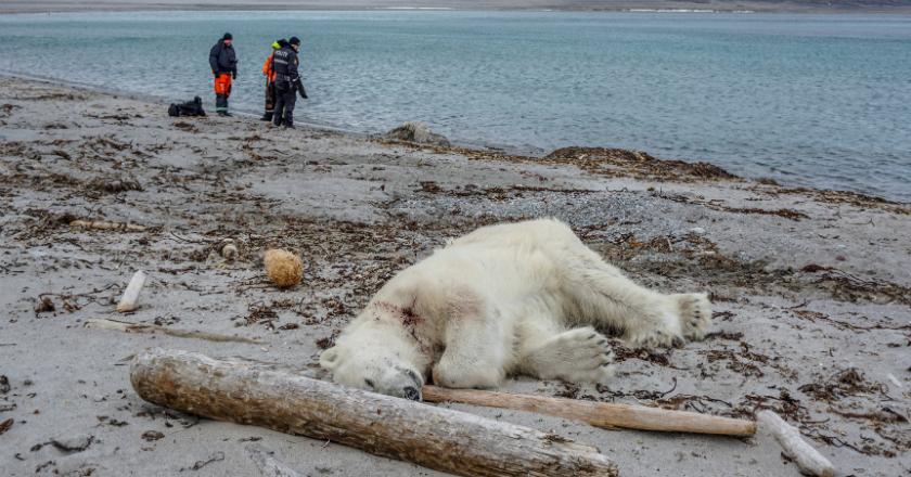 Seekor Beruang Kutub Ditembak Mati Usai Lukai Penjaga Kapal Pesiar, Salah Siapa?