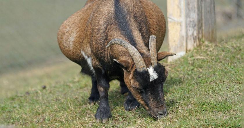 Biadab! Seekor Kambing Sedang Hamil Diperkosa 8 Pria Mabuk hingga Mati