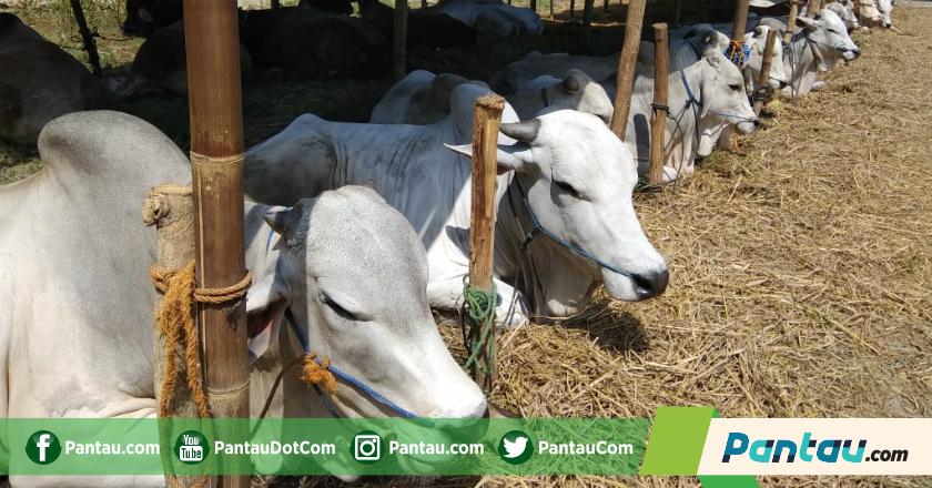 Tahun Politik, Pedagang Hewan Kurban Berharap Penjualan Meningkat