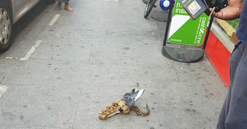 Aksi Piton Makan Merpati di Jalanan London Ini Mendadak Viral