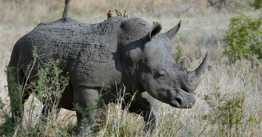 Duh! Libido Tak Tersalurkan, Badak Ini Ngamuk di Afrika Safari