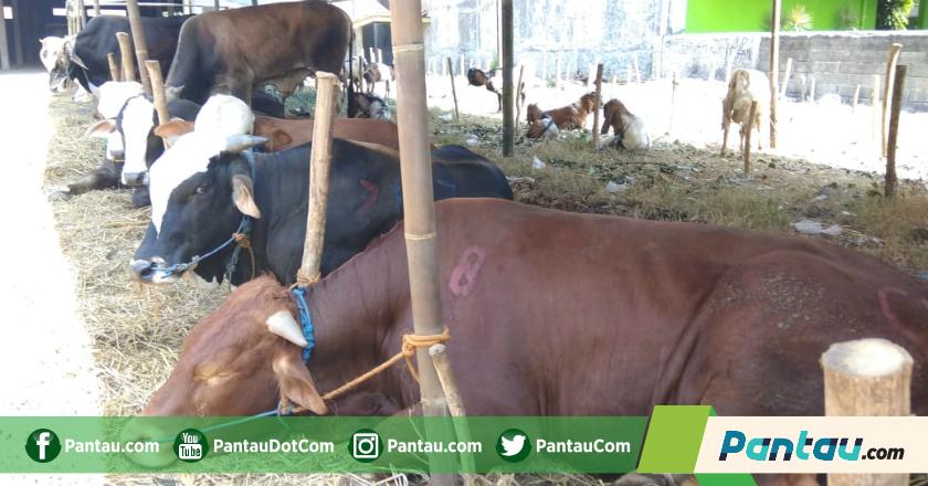 Tak Sempat ke Penjualan Hewan Kurban? Coba Kurban Online Saja