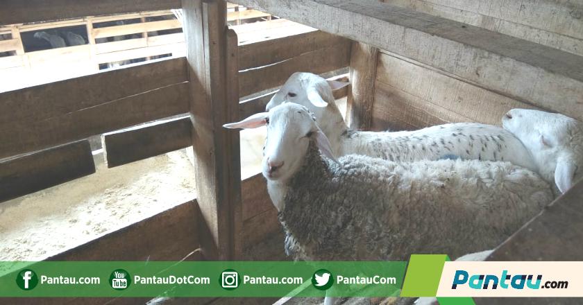 Bisnis Hewan Kurban? Perhatikan Aspek Berikut Agar Tak Rugi