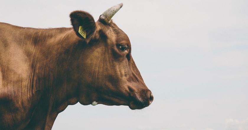 Keren! Gerombolan Sapi Ini Bantu Polisi Tangkap Seorang Pencuri Mobil