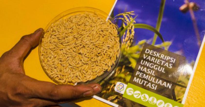 Kementan Catat Royalti Rp14,7 Miliar dari Kerjasama Lisensi Peneliti