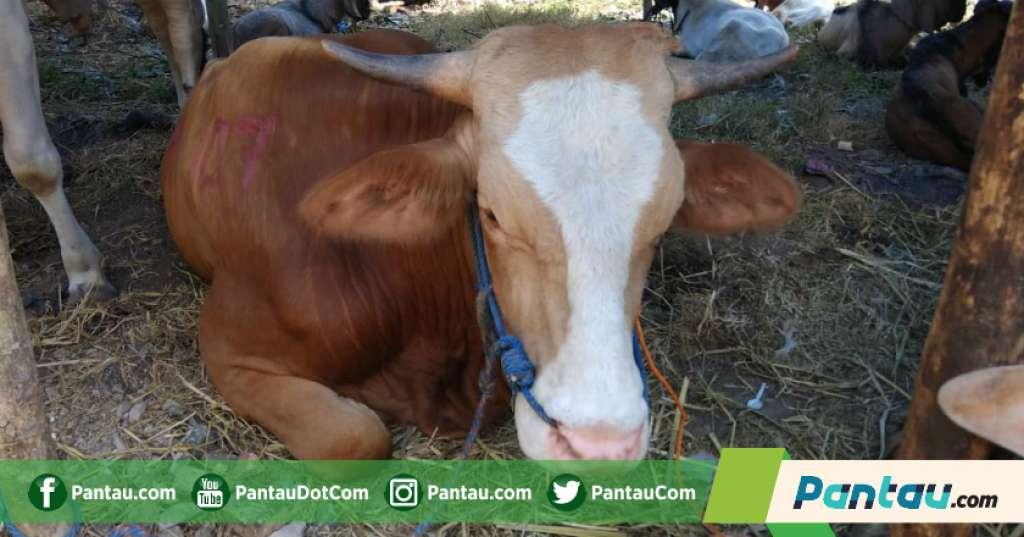 Penjualan Hewan Kurban di Karawang Masih Sepi Pembeli