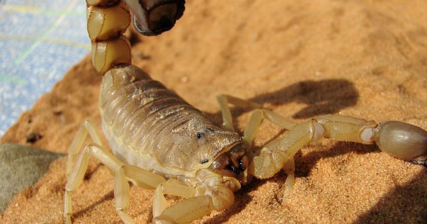 Selain Racun Kalajengking, Deretan Komoditas Cair Ini Juga Nggak Kalah Mahal