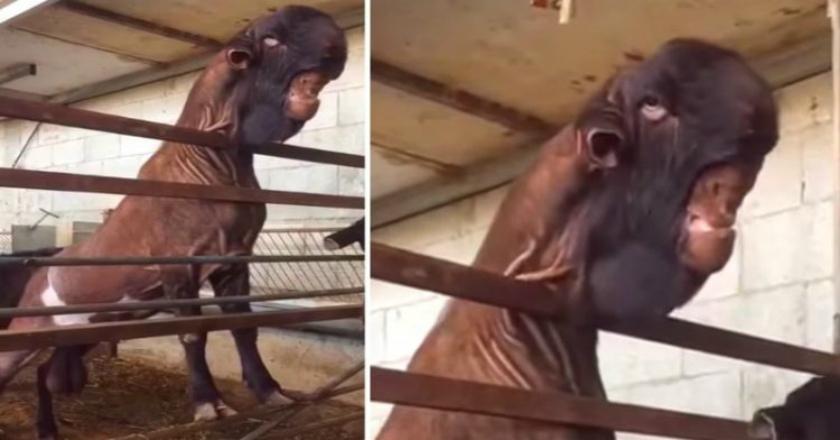 Punya Wajah Seram, Kambing 'Monster' Viral di Sosial Media