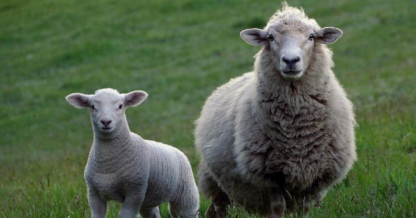 Uji Coba Nuklir Rahasia Israel Terbongkar dari Seekor Domba