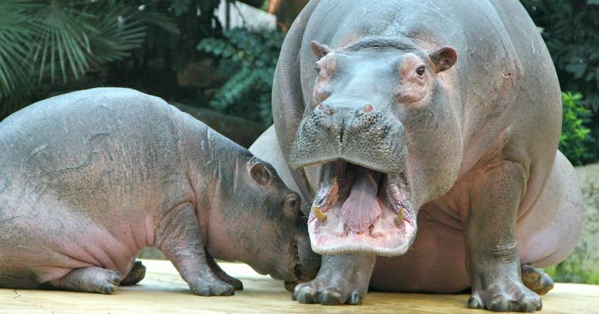 Konyol! Pukul Punggung Kuda Nil di Bonbin LA, Pria Ini Berurusan dengan Polisi