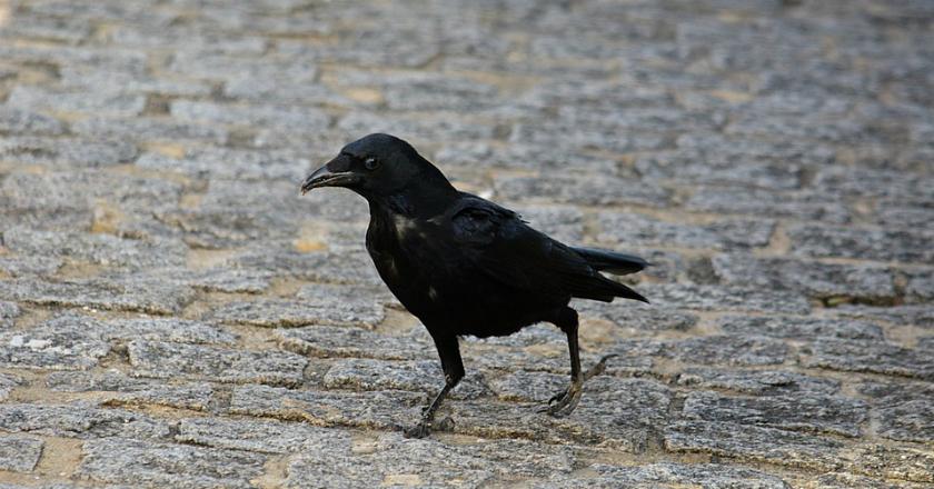 Unik, Sekelompok Burung Gagak Jadi Petugas Kebersihan Taman