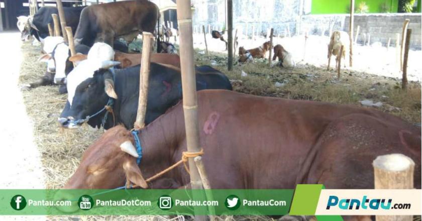 Tahun Politik, Penjualan Hewan Kurban di Bandarlampung Justru Sepi