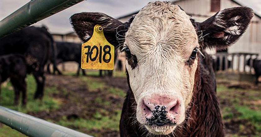 Jelang Idul Adha KPKP Jaksel Minta Hewan Kurban Miliki Surat Kesehatan