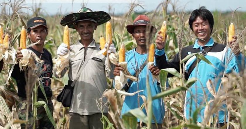 Makin Surplus, Indonesia Tutup Impor Benih Jagung