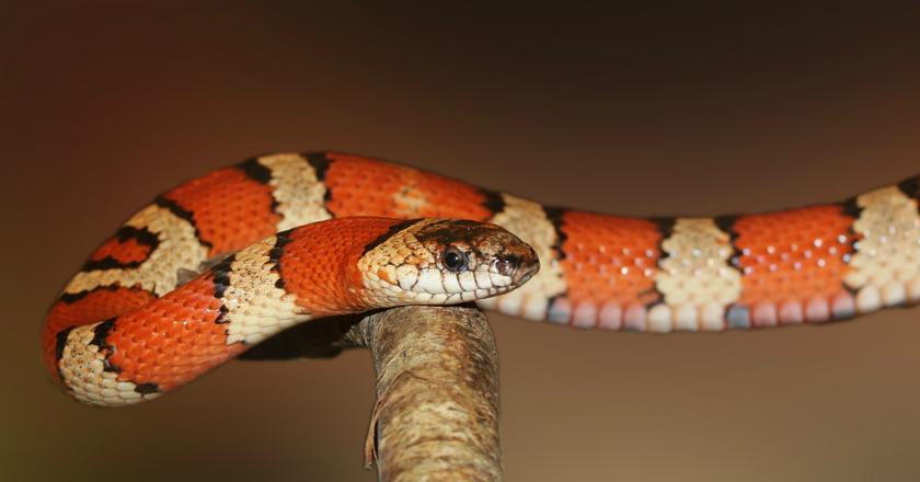 Digigit Ular Berbisa Ekstrem, Lihat Apa yang Dialami Bocah 4 Tahun Ini