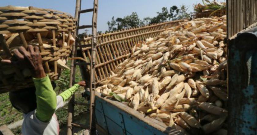 Ekspor Jagung Dinilai Tak Tepat, Kenapa?