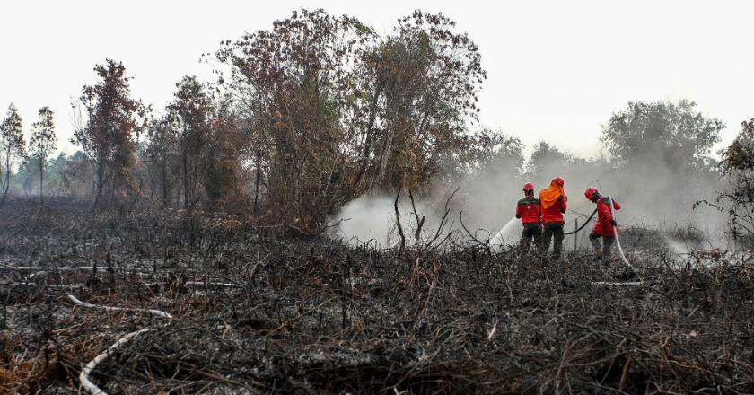 Memprihatinkan, Kebakaran Hutan di Kalsel Lebih dari 1000 Hektar