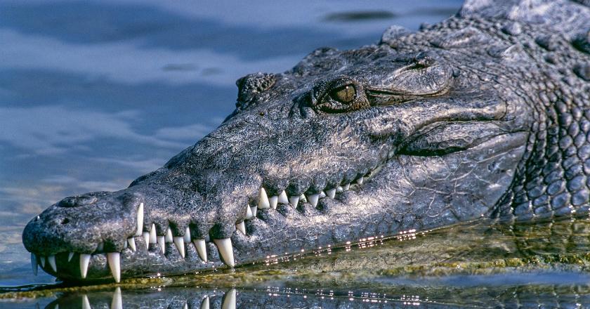 Selamatkan Anjingnya, Wanita Ini Justru Tewas Dimangsa Alligator Sepanjang 8 Kaki