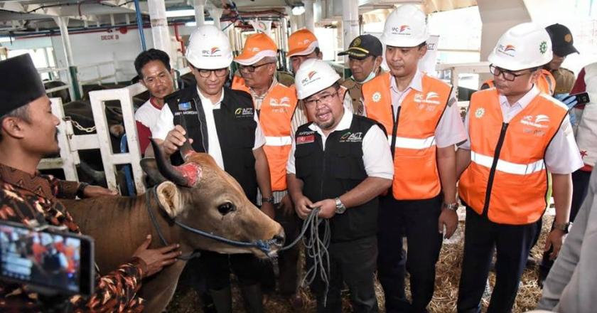 Wow, Anies Serahkan Sapi Kurban Berbobot 1,2 Ton