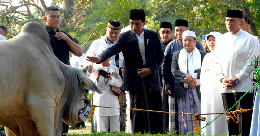 Presiden Jokowi Berkurban Sapi 1,3 Ton di Masjid Sunda Kelapa