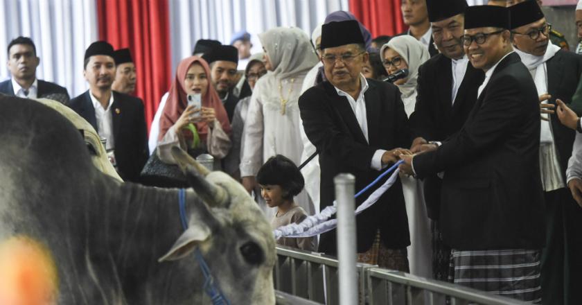 Sapi dari Presiden Jokowi dan Wapres JK Jadi yang Terberat di Masjid Istitqlal