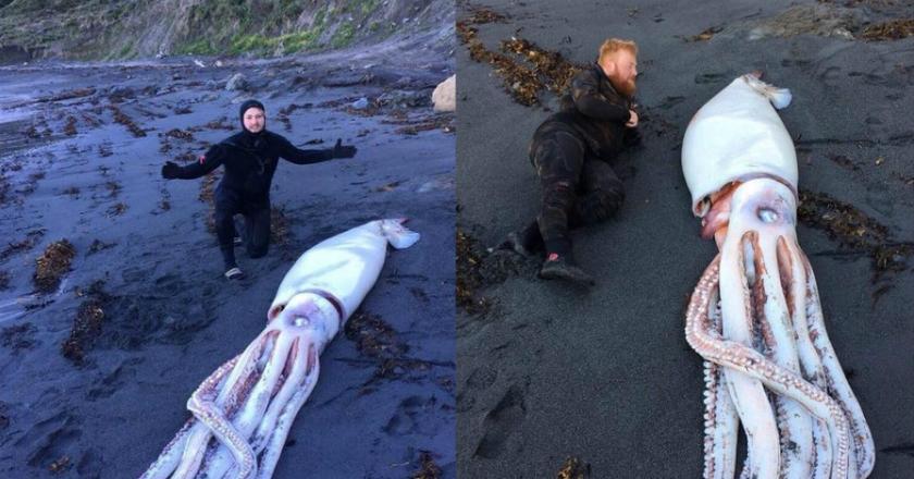 Cumi-Cumi Monster Ditemukan Terdampar di Selandia Baru