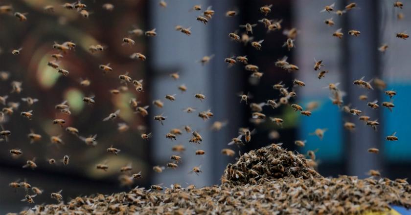 Wow, Belasan Ribu Lebah 'Serang' Times Square New York