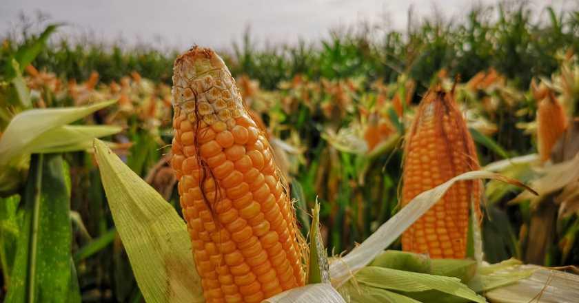 Saat Jokowi Bahas Ekspor Jagung, Petani Keluhkan Pupuk