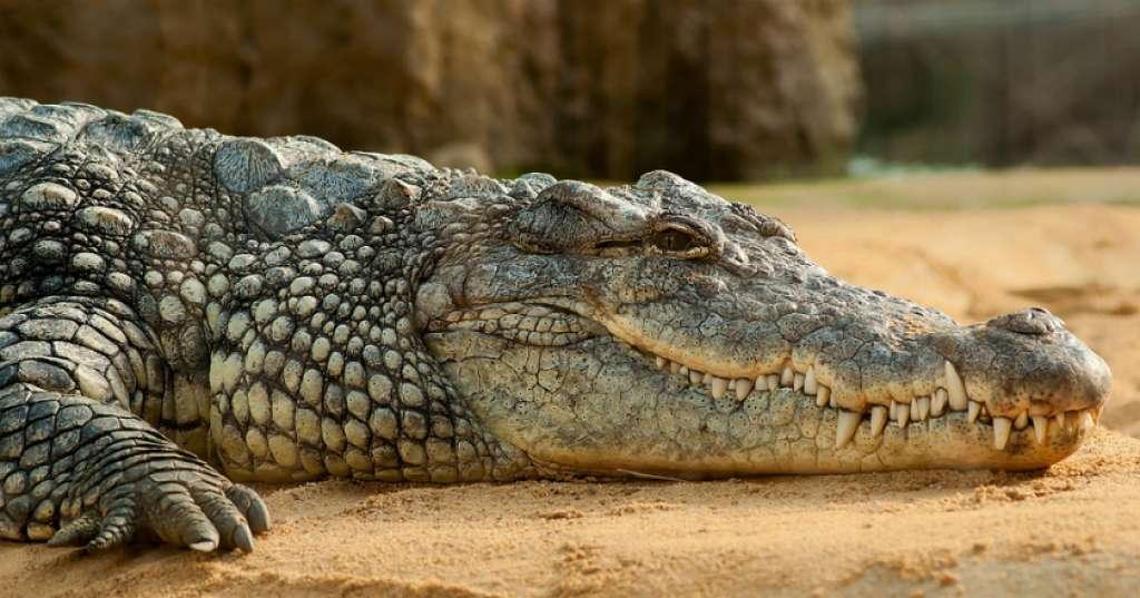 Buaya Sepanjang 4 Meter Kagetkan Warga Georgia, Begini Penampakannya
