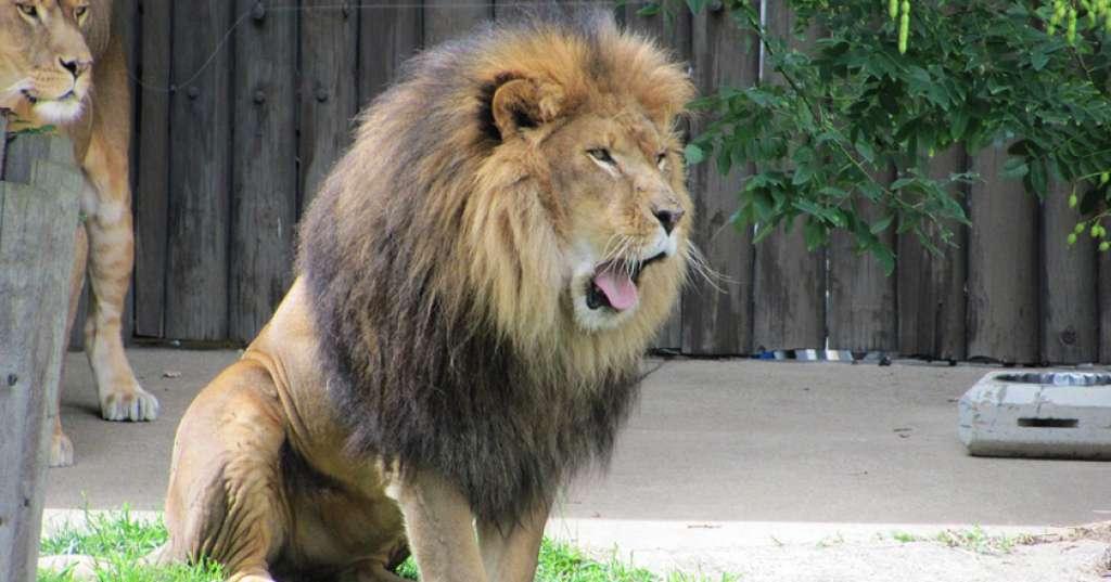 Seorang Pria di Ceko Tewas oleh Singa Peliharaannya