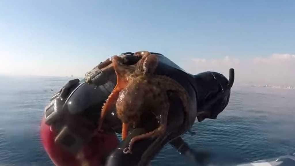 Epic Fight: Manusia vs Gurita di Lepas Pantai Italia