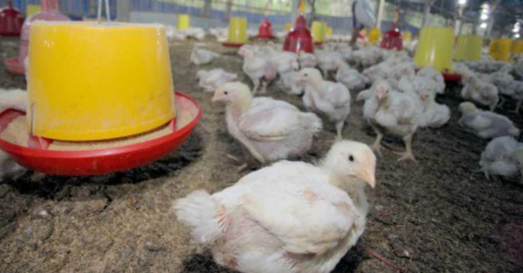 Harga Ayam Anjlok, Peternak Minta Ombudsman Turun Tangan