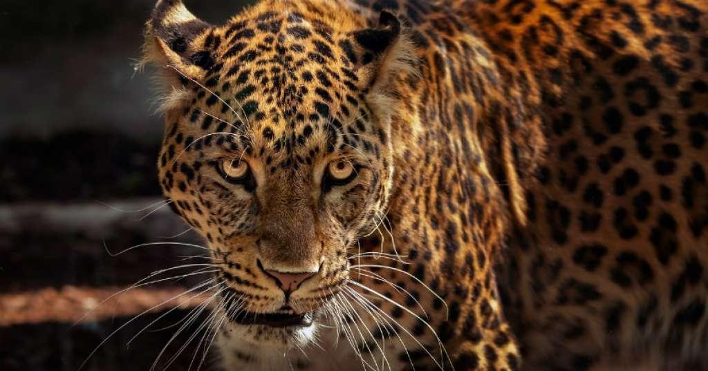 Nekat Ambil Foto Jaguar dari Dekat, Wanita Ini Terima Nasib Sial
