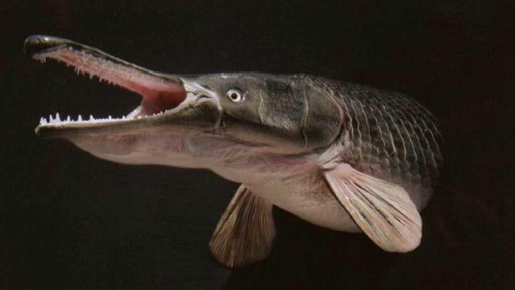 Mengintip 'Ikan Aligator' Prasejarah yang Ditemukan di Louisiana AS