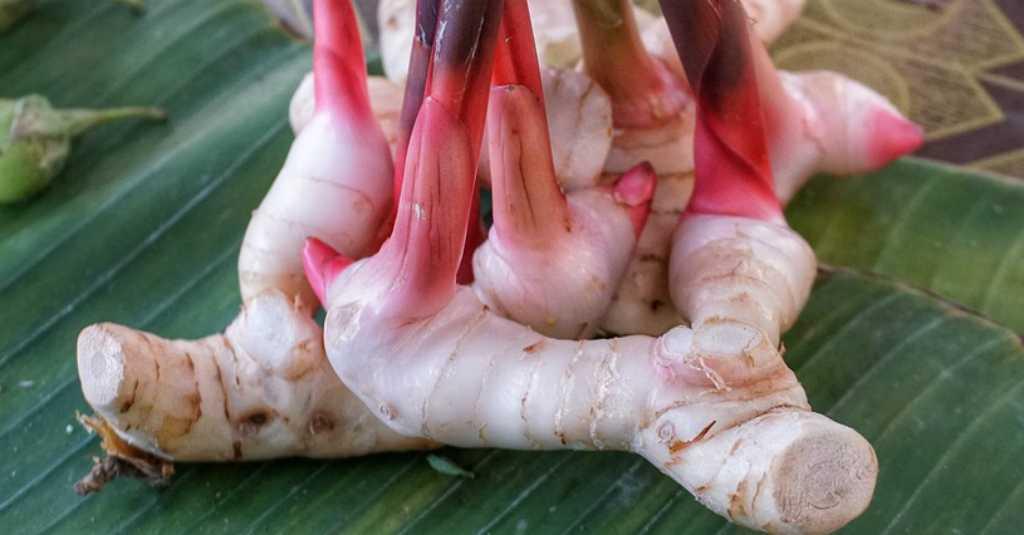 Ajaib, Lengkuas Dijuluki Bumbu Kehidupan karena Ampuh Atasi Ini