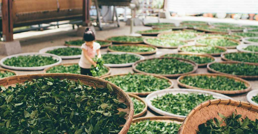 Kadin Mulai Ubek-ubek Bea Masuk Impor Teh Berkualitas Rendah