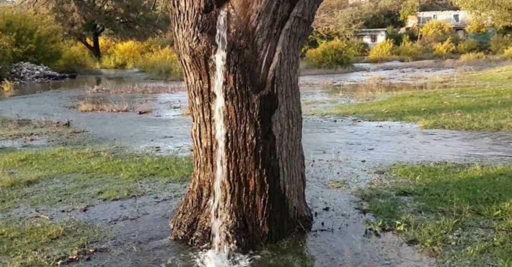 Di Negara Ini Pohon Murbei Keluarkan Air Mancur, Kok Bisa?