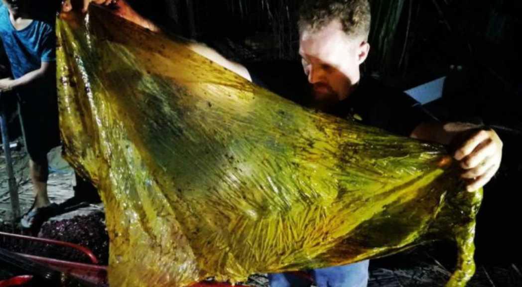 Seekor Paus Mati Usai Telan 40 Kilogram Plastik di Pantai Filipina