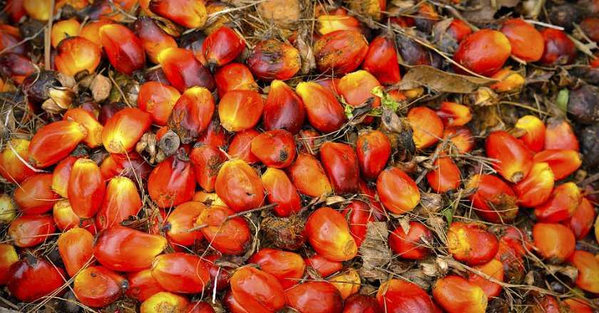 UE Takut hingga Tolak Minyak Sawit karena Bisa Makmurkan Indonesia?