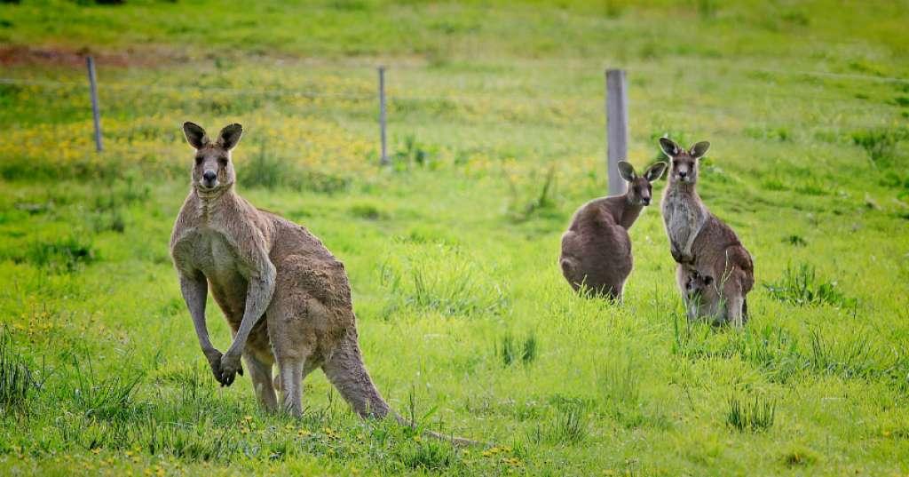 Tidak Melulu Kanguru, 5 Destinasi Wisata Australia Ini Jadi Favorit
