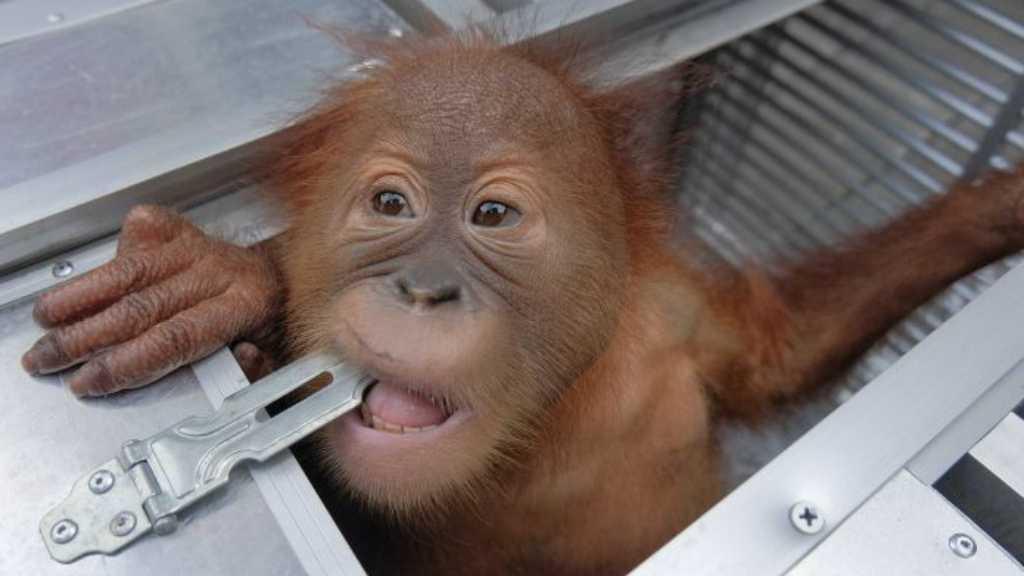 Selundupkan Orang Utan ke Indonesia, Pria Rusia Ini Ditangkap