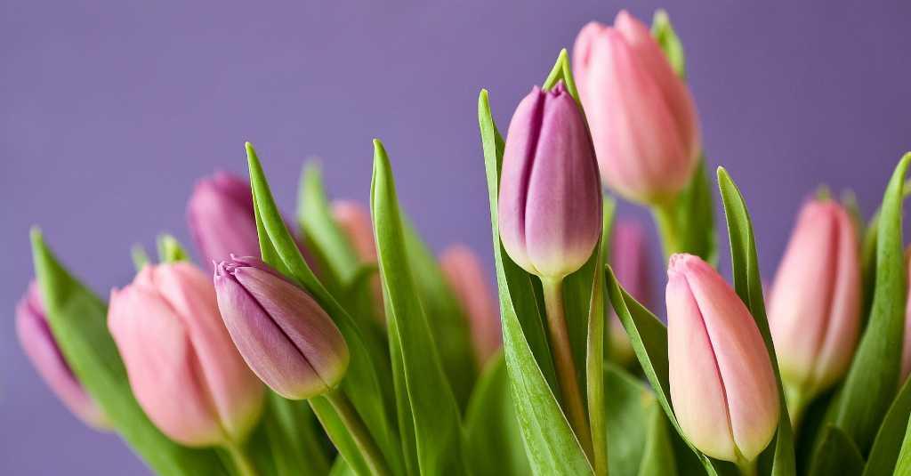 Bukan dari Belanda, Ternyata Bunga Tulip Berasal dari Turki