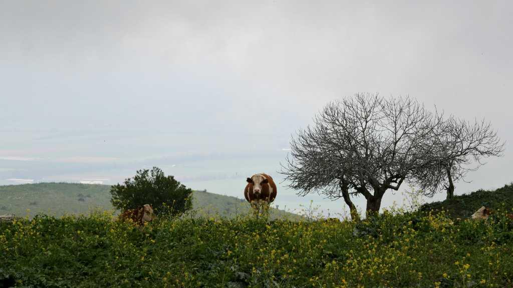 Suriah: Tindakan Trump Tak Pengaruhi Status Dataran Tinggi Golan