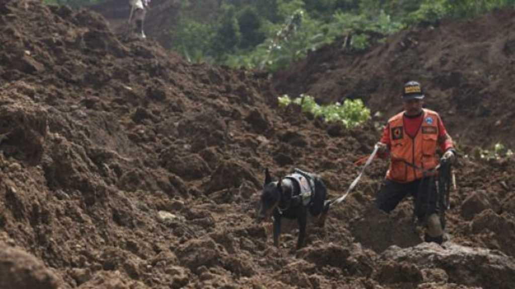 Anjing Pelacak Bantu Proses Pencarian Korban Longsor di Jember