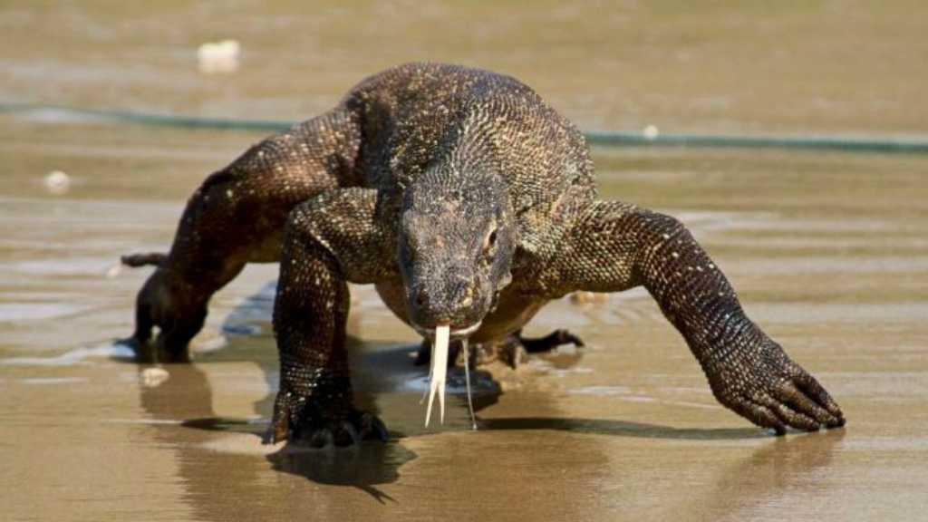 Komodo dari Indonesia Dihargai Rp500 Juta di Pasar Gelap Luar Negeri