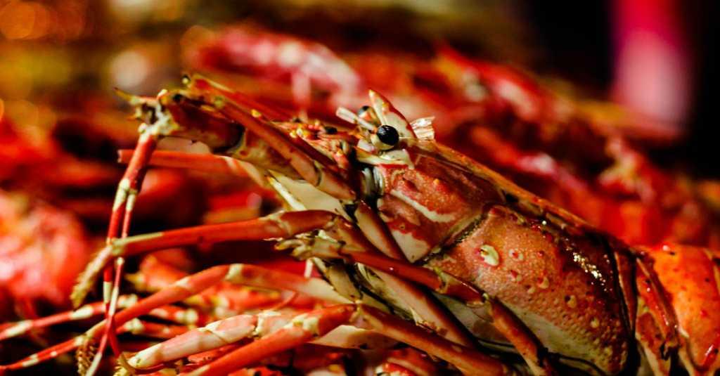 Jumlah Ikan Kecil Menurun, Industri Lobster di Amerika Kalang Kabut