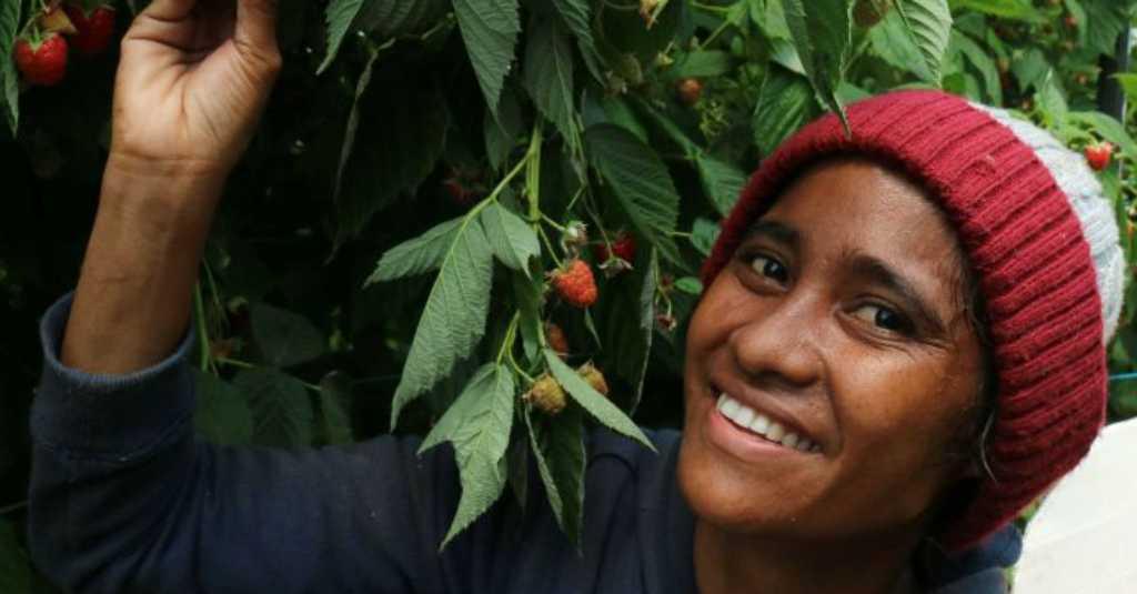 Makin Banyak Pekerja Timor Leste Jadi Pemetik Buah di Tasmania
