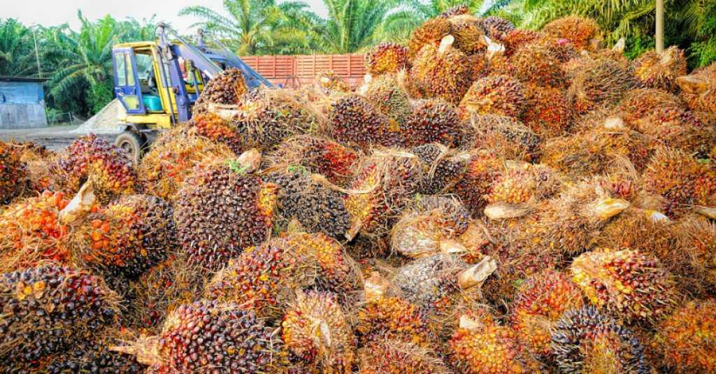 INDEF Soroti Program Kedua Capres Perjuangkan Minyak Sawit Indonesia