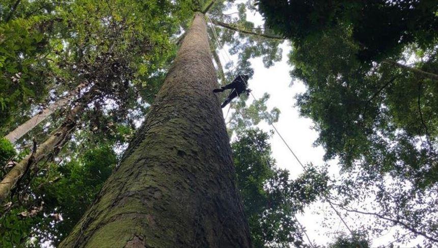 Pohon Tropis Tertinggi di Dunia Telah Ditemukan di Malaysia
